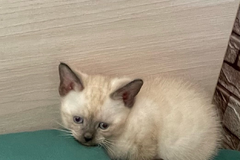 Евро-Бурма Лилового окраса.Элитные котята.