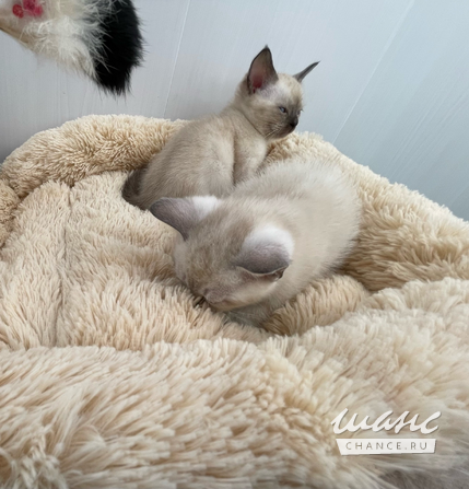 Евро-Бурма Лилового окраса.Элитные котята. Санкт-Петербург - изображение 6