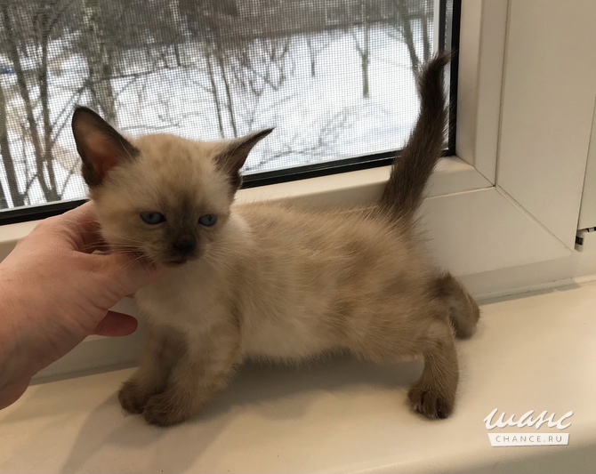 Евро-Бурма Лилового окраса.Элитные котята. Санкт-Петербург - изображение 8