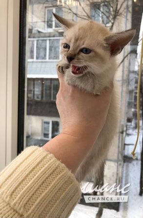 Евро-Бурма Лилового окраса.Элитные котята. Санкт-Петербург - изображение 9