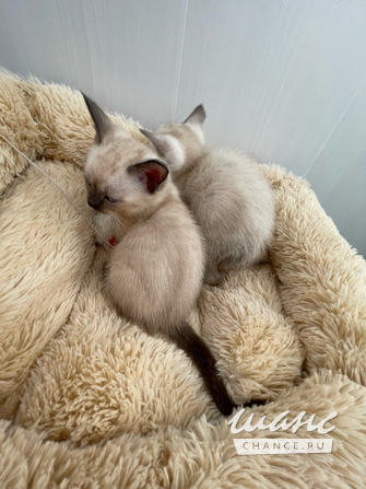 Евро-Бурма Лилового окраса.Элитные котята. Санкт-Петербург - изображение 5