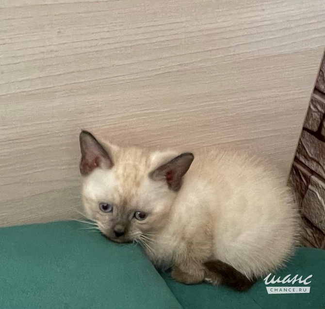 Евро-Бурма Лилового окраса.Элитные котята. Санкт-Петербург - изображение 1