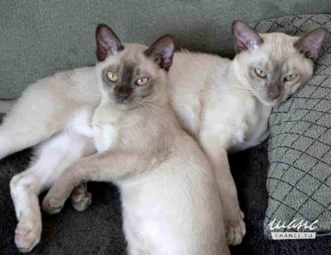 Евро-Бурма Лилового окраса.Элитные котята. Санкт-Петербург - изображение 10