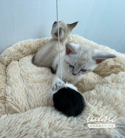 Евро-Бурма Лилового окраса.Элитные котята. Санкт-Петербург - изображение 3