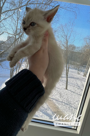 Евро-Бурма Лилового окраса.Элитные котята. Санкт-Петербург - изображение 4