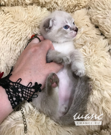 Шотландская Вислоухая Снежная Шиншилла.Золотой-колор пойнт белые котята. Санкт-Петербург - изображение 9