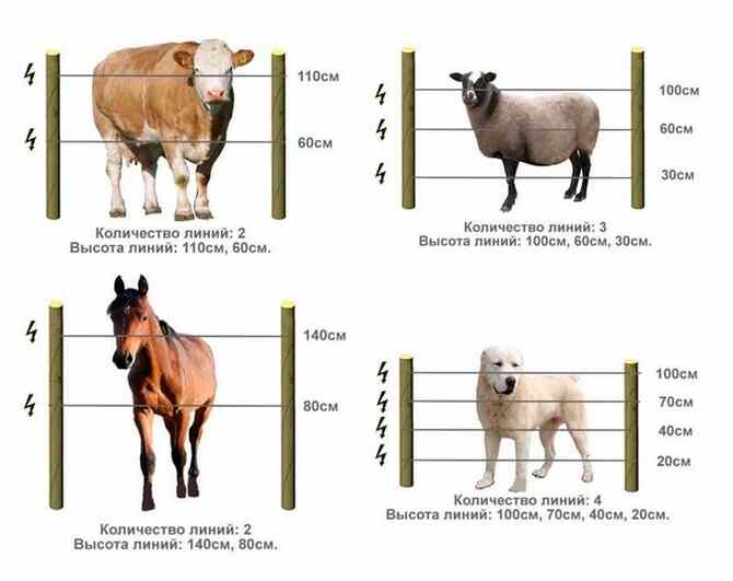 Электропастух для домашнего скота Калининград - изображение 10