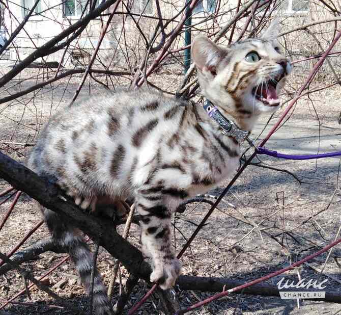 Бенгальские котята снежный барс. Санкт-Петербург - изображение 10