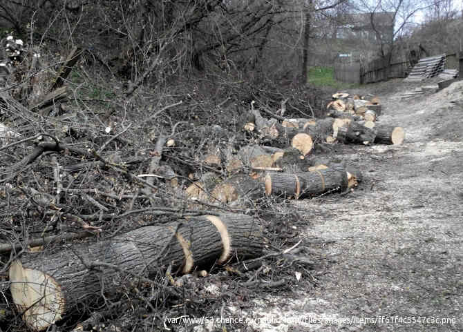 Спиливание Воронеж, спиливание деревьев в Воронеже Воронеж - изображение 3