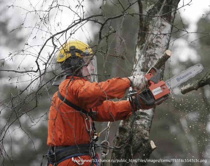 Спиливание Воронеж, спиливание деревьев в Воронеже Воронеж - изображение 10