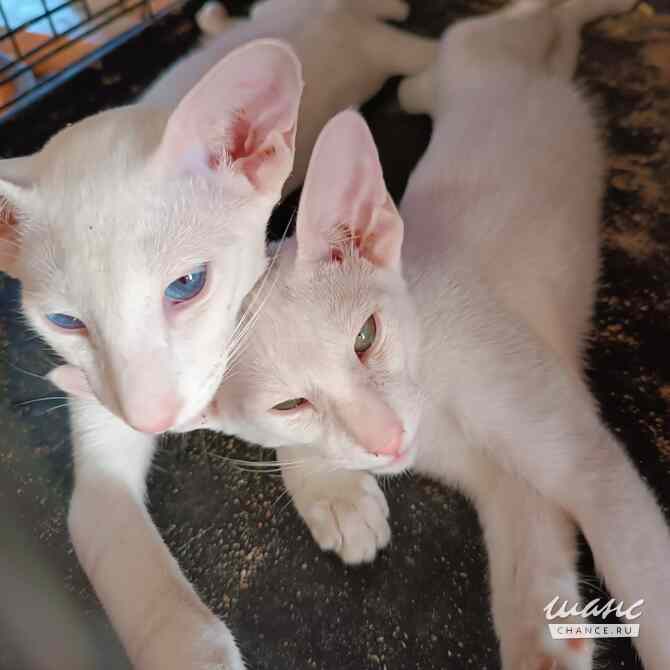 Ориентальные котята. Чёрные и гавана Павловск - изображение 9