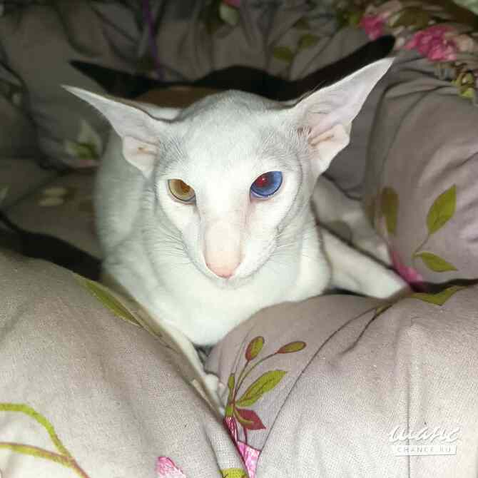 Ориентальные котята. Чёрные и гавана Павловск - изображение 7