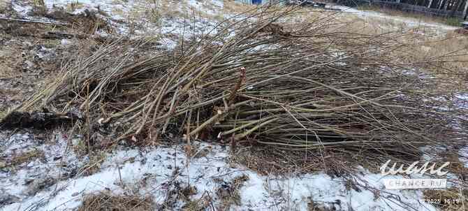 Туя 3,5 метра, Сосна живая от 30 см до 4 м, берёза, ива, ольха, рябина, хворост натуральный, . Екатеринбург - изображение 10