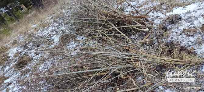 Туя 3,5 метра, Сосна живая от 30 см до 4 м, берёза, ива, ольха, рябина, хворост натуральный, . Екатеринбург - изображение 9