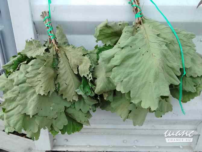 Веник дубовый для бани с Земли Дальневосточного Леопарда Санкт-Петербург - изображение 3