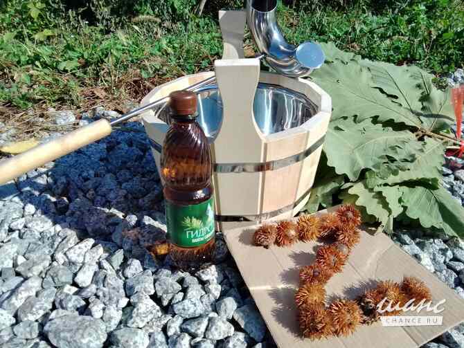 Веник дубовый для бани с Земли Дальневосточного Леопарда Санкт-Петербург - изображение 5