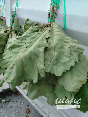 Веник дубовый для бани с Земли Дальневосточного Леопарда Санкт-Петербург - изображение 2