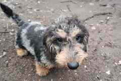 Такса жесткошерстная, кобель.