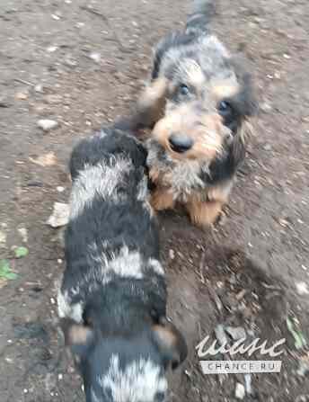 Такса жесткошерстная, кобель. Санкт-Петербург - изображение 2