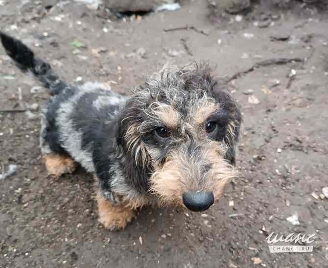 Такса жесткошерстная, кобель. Санкт-Петербург - изображение 1