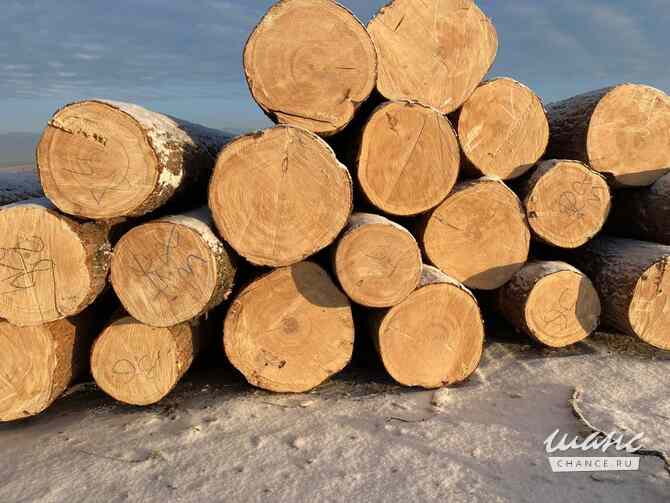 Лиственница, кедр, хвоя, береза продажа оптом. Москва - изображение 8