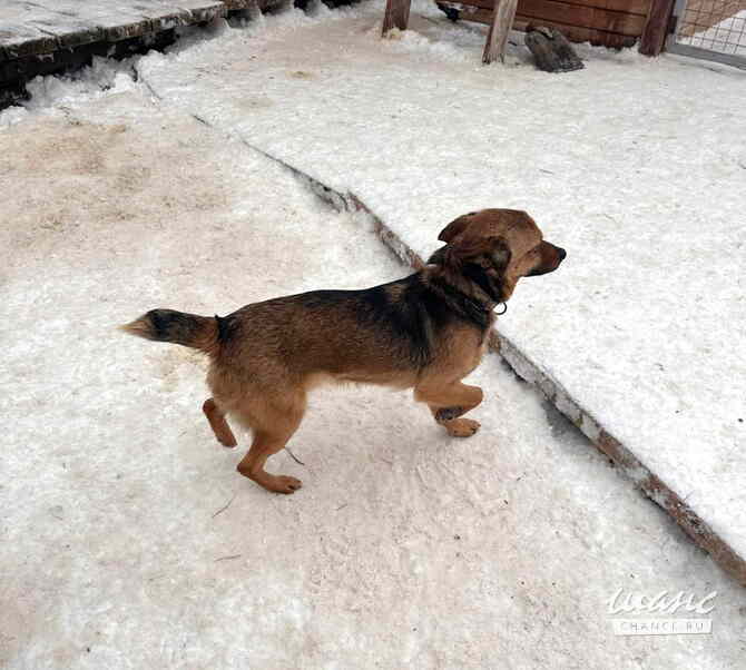 Маленький ласковый таксообразный пёсик Санкт-Петербург - изображение 2