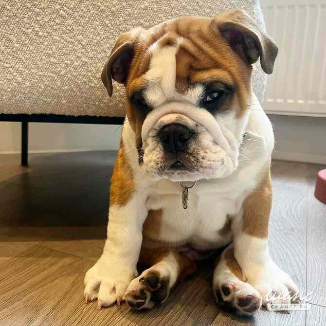 English bulldog Puppies For Adoption Москва - изображение 3