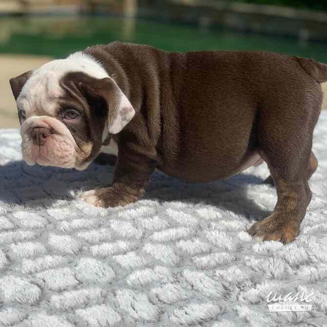 English bulldog Puppies For Adoption Москва - изображение 2