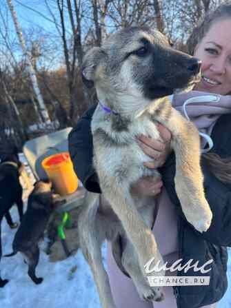 Щенки благородной дворянской породы , ищут ответственных хозяев Калуга - изображение 5