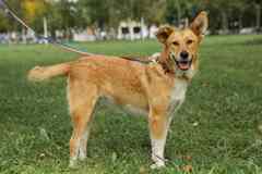 Совершенно чудесная, добрая и милая молодая собака