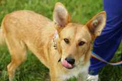 Совершенно чудесная, добрая и милая молодая собака