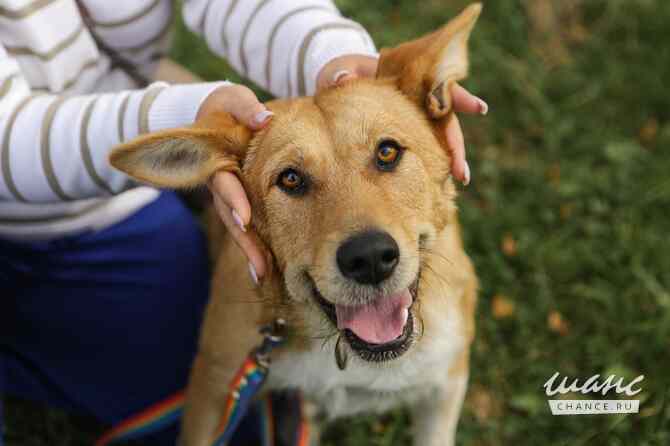 Совершенно чудесная, добрая и милая молодая собака Санкт-Петербург - изображение 7