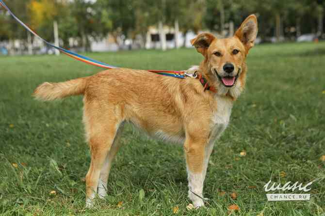 Совершенно чудесная, добрая и милая молодая собака Санкт-Петербург - изображение 1