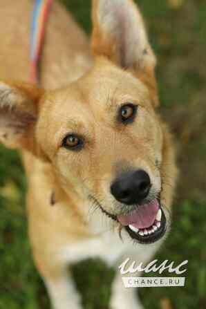 Совершенно чудесная, добрая и милая молодая собака Санкт-Петербург - изображение 9