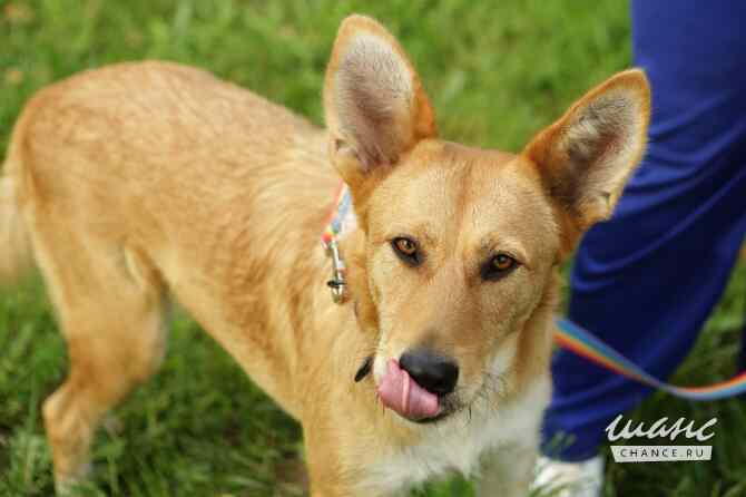 Совершенно чудесная, добрая и милая молодая собака Санкт-Петербург - изображение 10