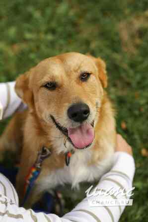 Совершенно чудесная, добрая и милая молодая собака Санкт-Петербург - изображение 8