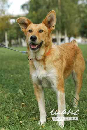 Совершенно чудесная, добрая и милая молодая собака Санкт-Петербург - изображение 5