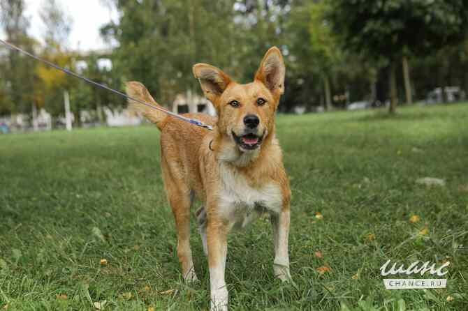 Совершенно чудесная, добрая и милая молодая собака Санкт-Петербург - изображение 6