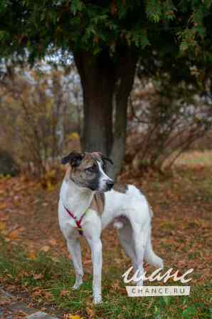 Купер, ищет дом Санкт-Петербург - изображение 10