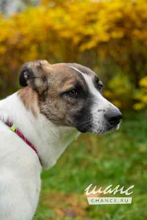 Купер, ищет дом Санкт-Петербург - изображение 8