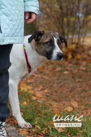 Купер, ищет дом Санкт-Петербург - изображение 9