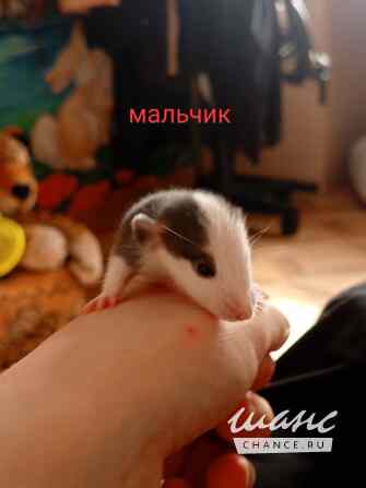 Крысята Брянск - изображение 4