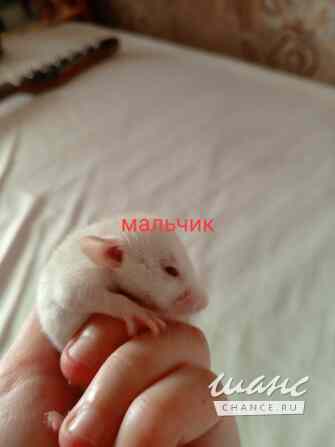 Крысята Брянск - изображение 3