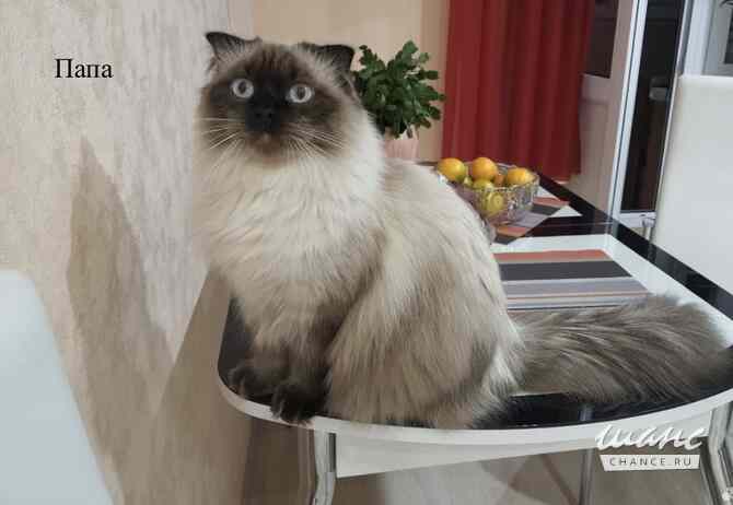 Невские маскарадные котята Москва - изображение 8