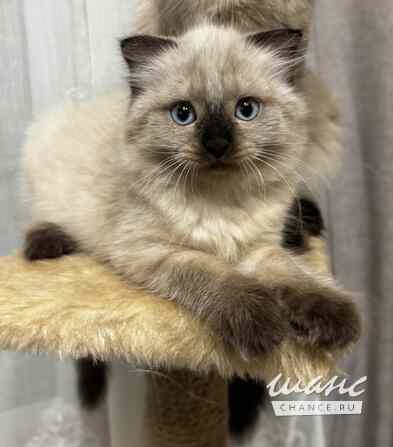 Невские маскарадные котята Москва - изображение 1