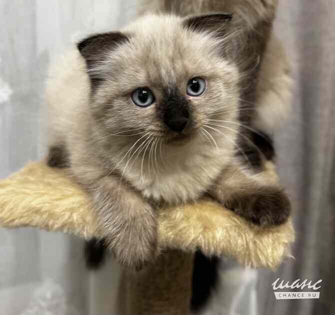 Невские маскарадные котята Москва - изображение 2