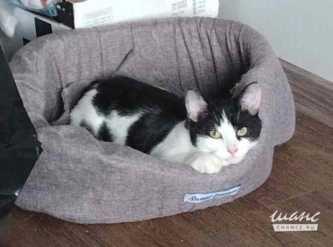 котенок Миша ищет дом Москва - изображение 3