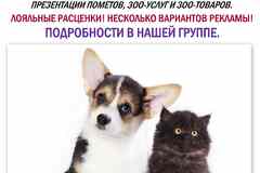 Помощь в пиаре щенков и котят