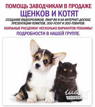 Помощь в пиаре щенков и котят Санкт-Петербург - изображение 1