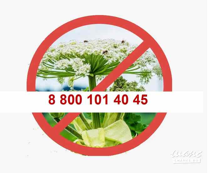 Уничтожить борщевик ! Саратов - изображение 2